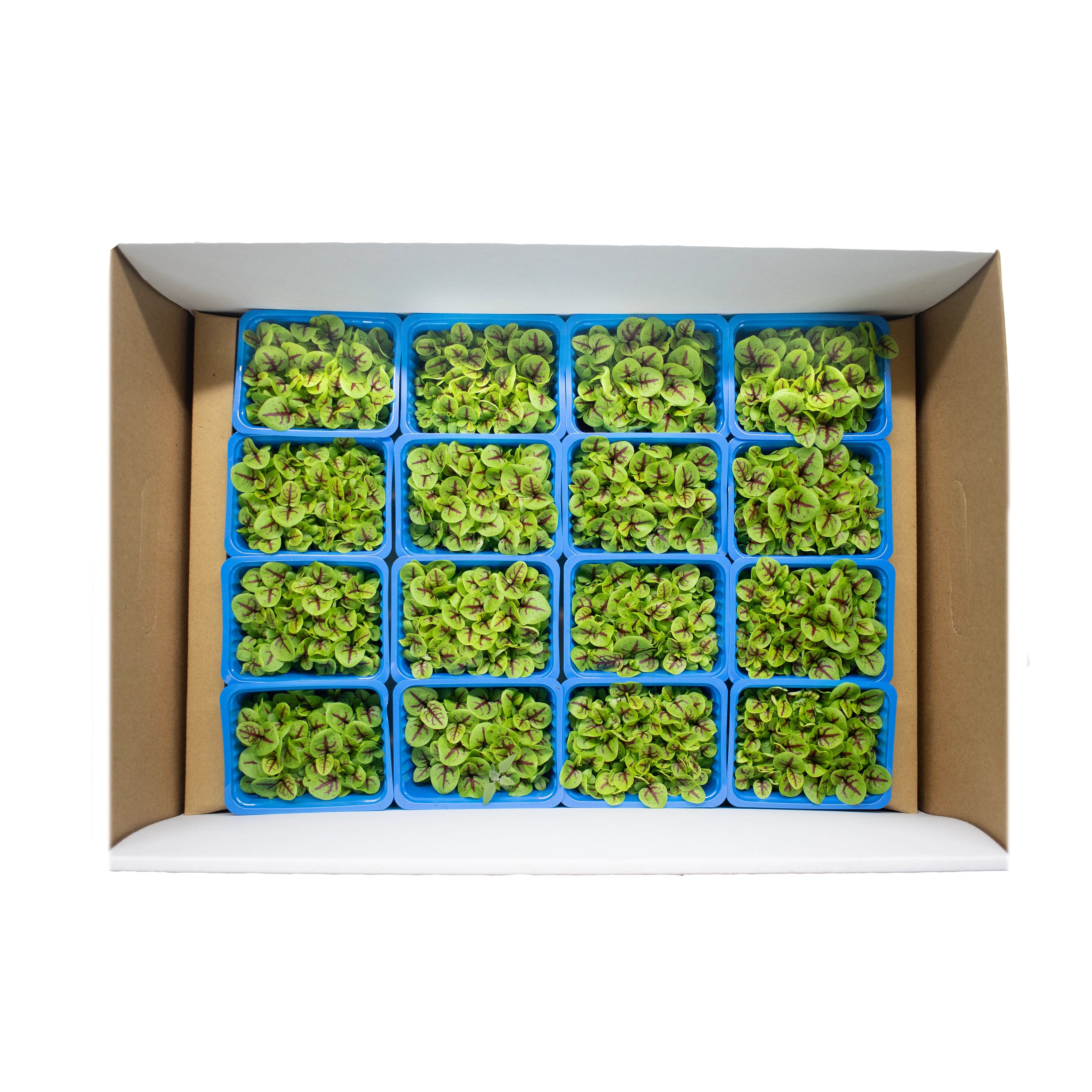 UNS Sorrel Microgreen Cress 16 Punnet Carton