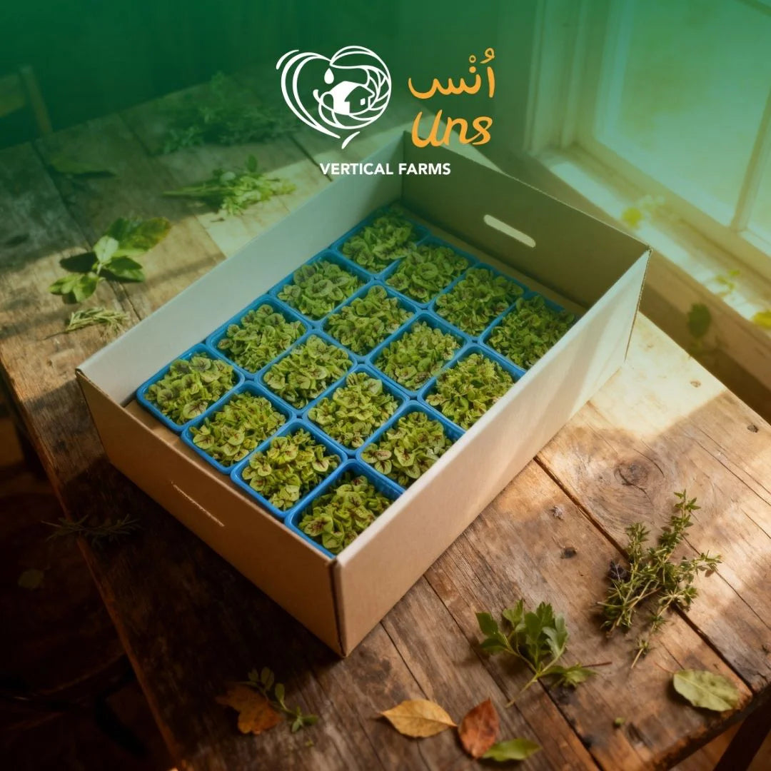 UNS Sorrel Microgreen Cress 16 Punnet Carton