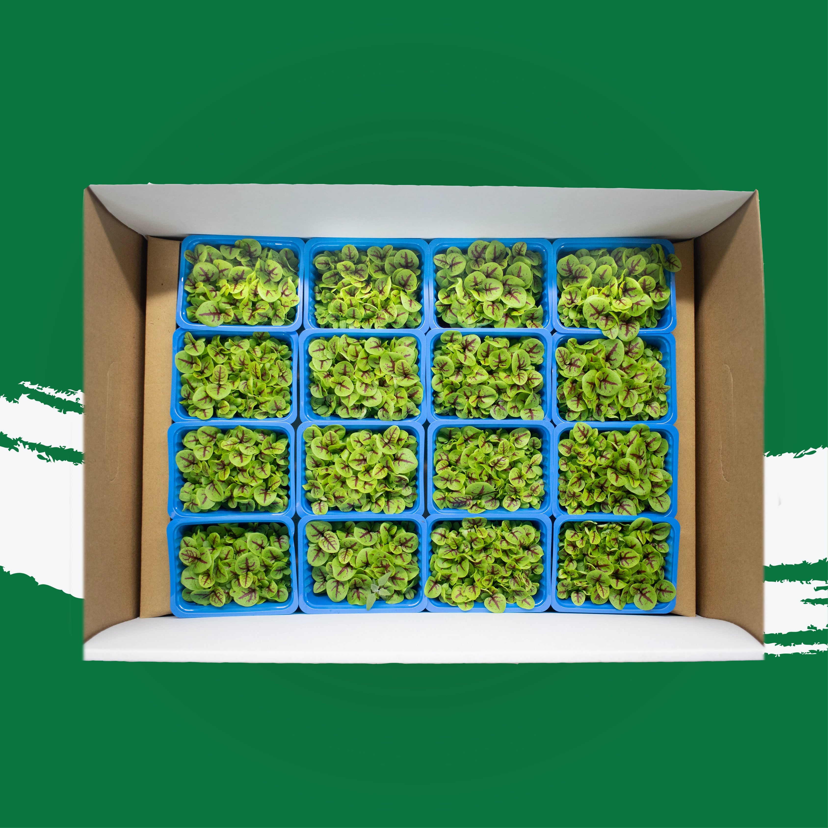 UNS Sorrel Microgreen Cress 16 Punnet Carton