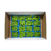 UNS Sweet Basil Microgreen Cress 16 Punnet Carton