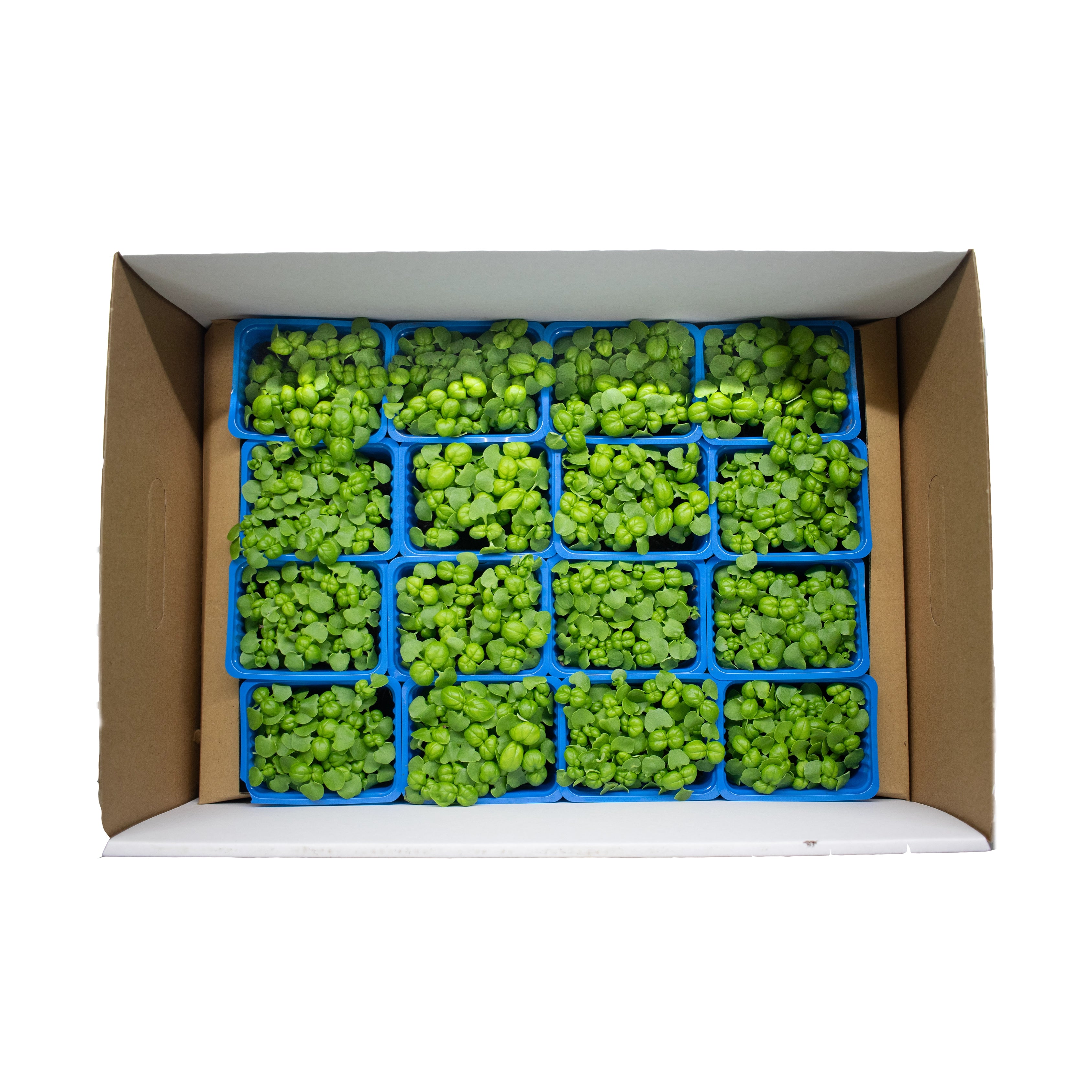 UNS Sweet Basil Microgreen Cress 16 Punnet Carton