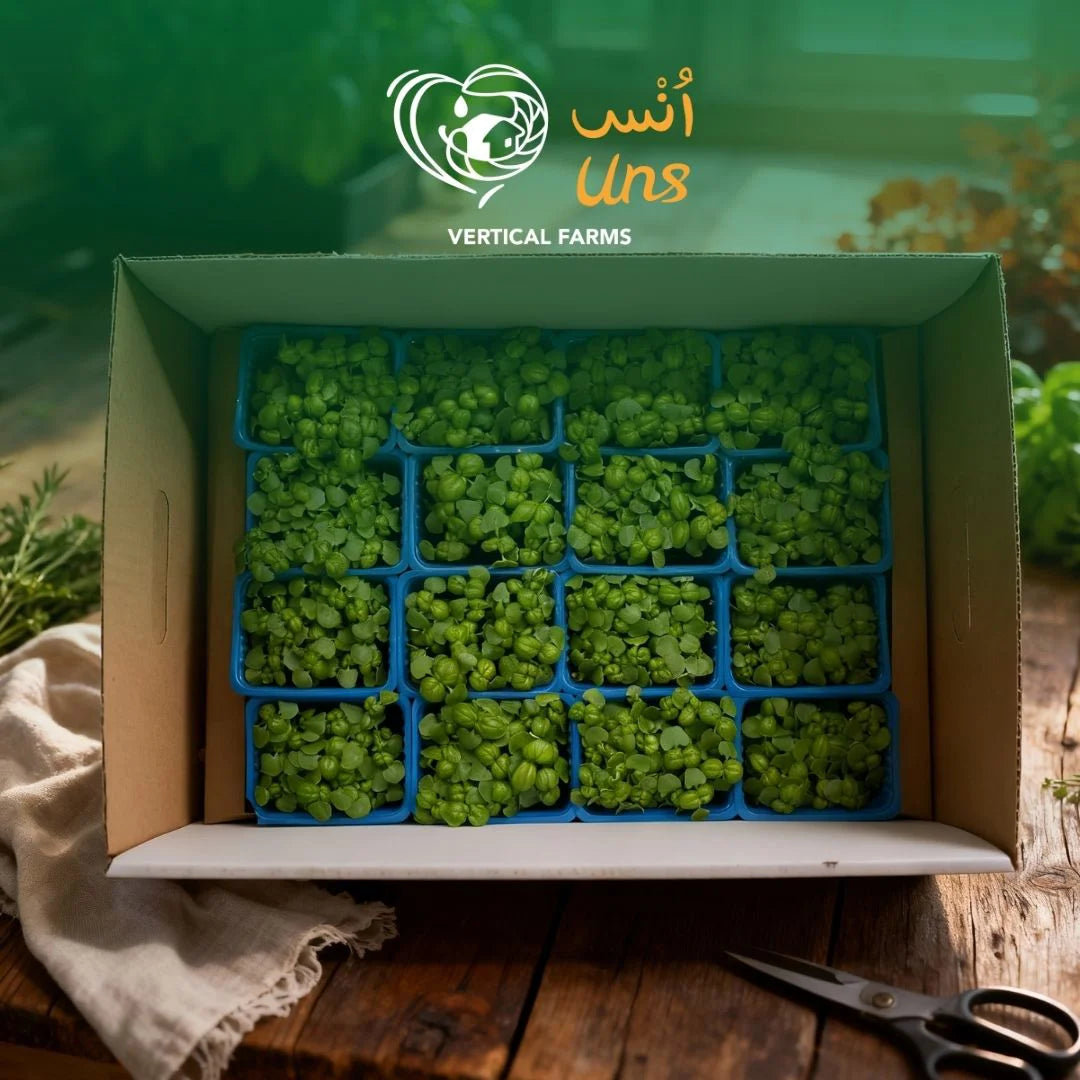 UNS Sweet Basil Microgreen Cress 16 Punnet Carton