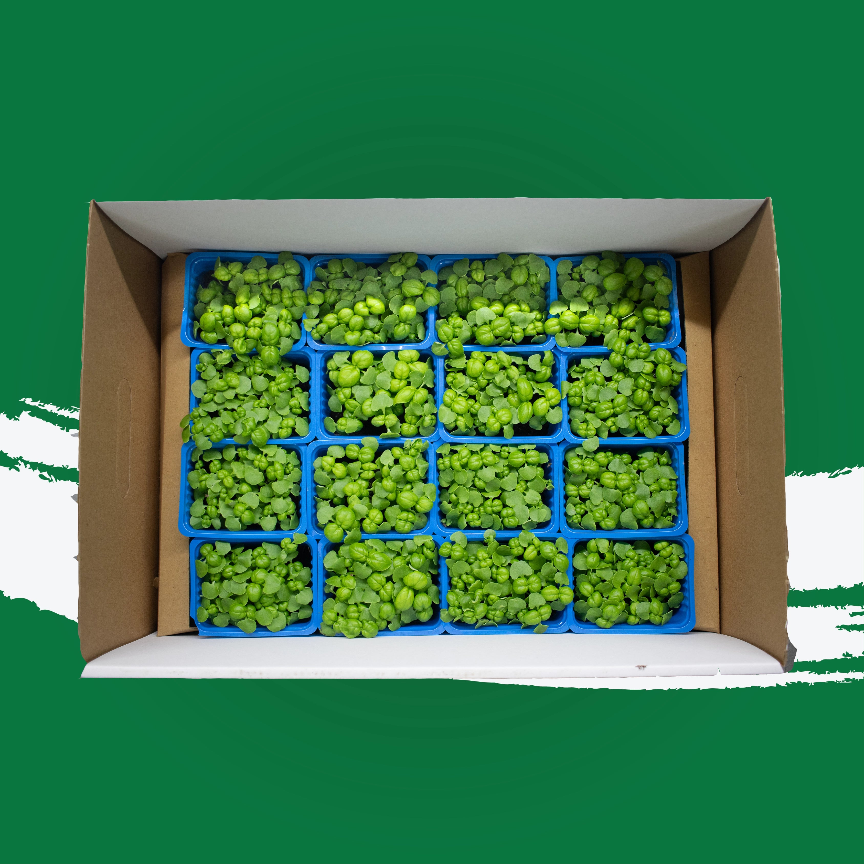 UNS Sweet Basil Microgreen Cress 16 Punnet Carton