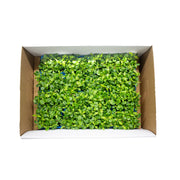 Uns Tahoon Microgreen Cress 16 Punnet Carton
