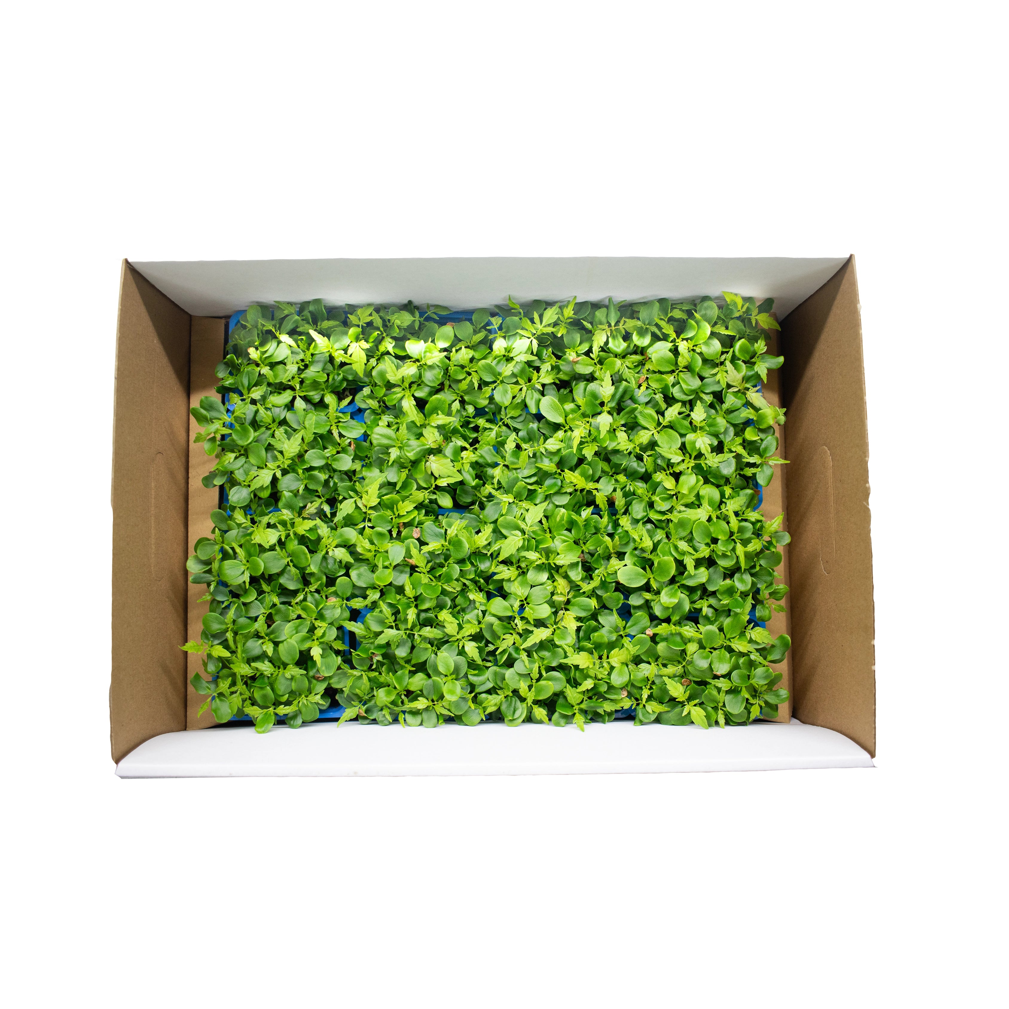 Uns Tahoon Microgreen Cress 16 Punnet Carton