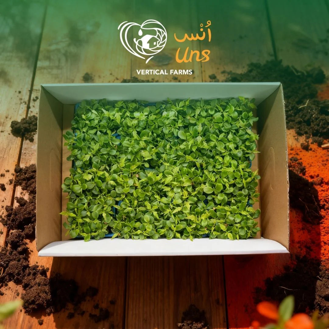 Uns Tahoon Microgreen Cress 16 Punnet Carton