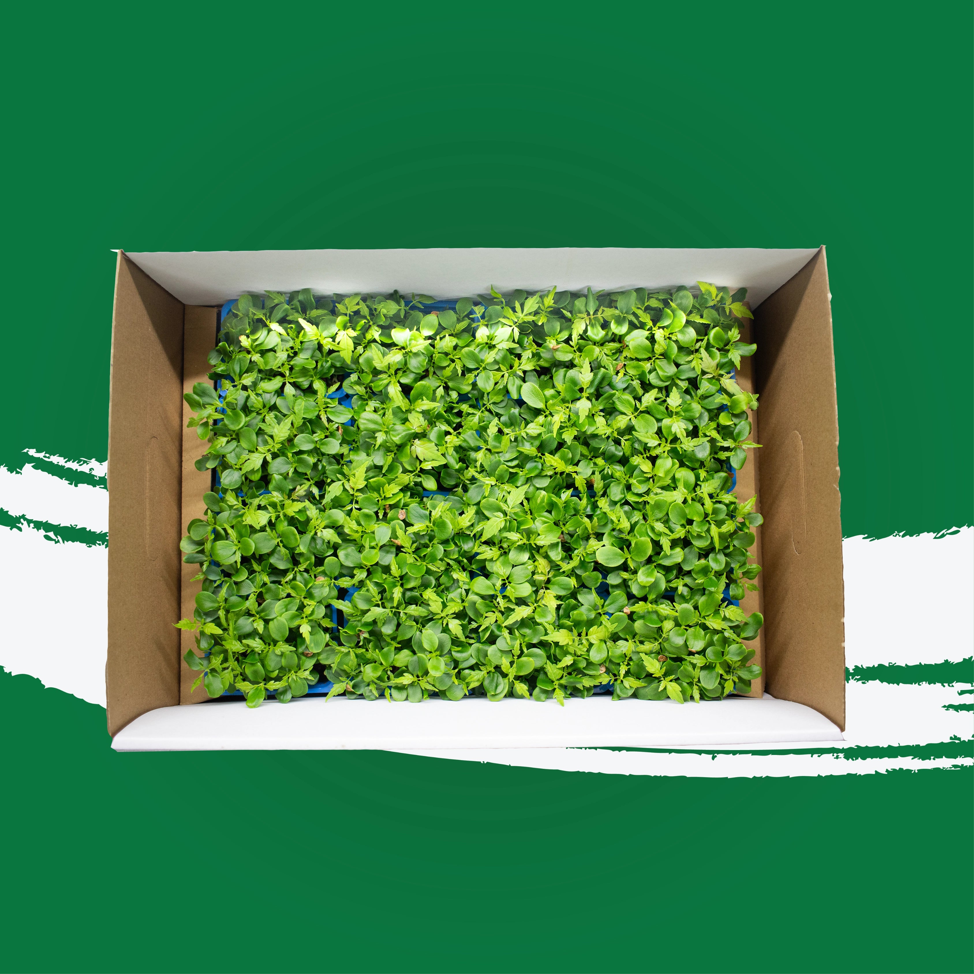 Uns Tahoon Microgreen Cress 16 Punnet Carton