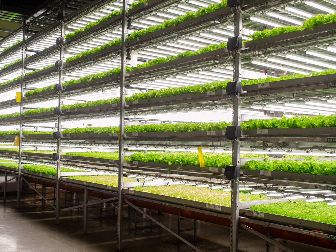 UNS Vertical Farms 8000 sq m