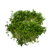 Fresh wasabi cress microgreens grown in UAE