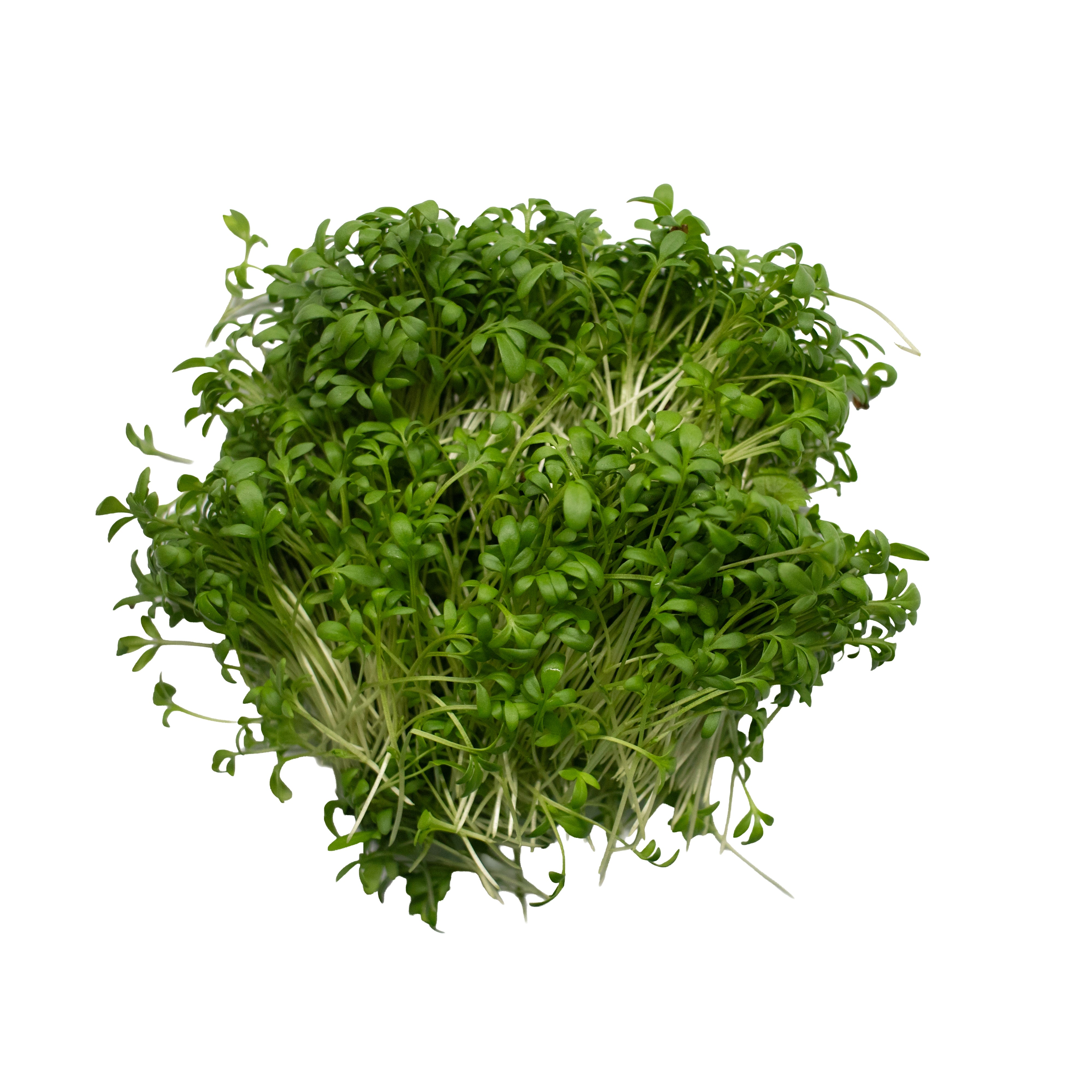 Uns Wasabi Cress 30G Clear Pet Box