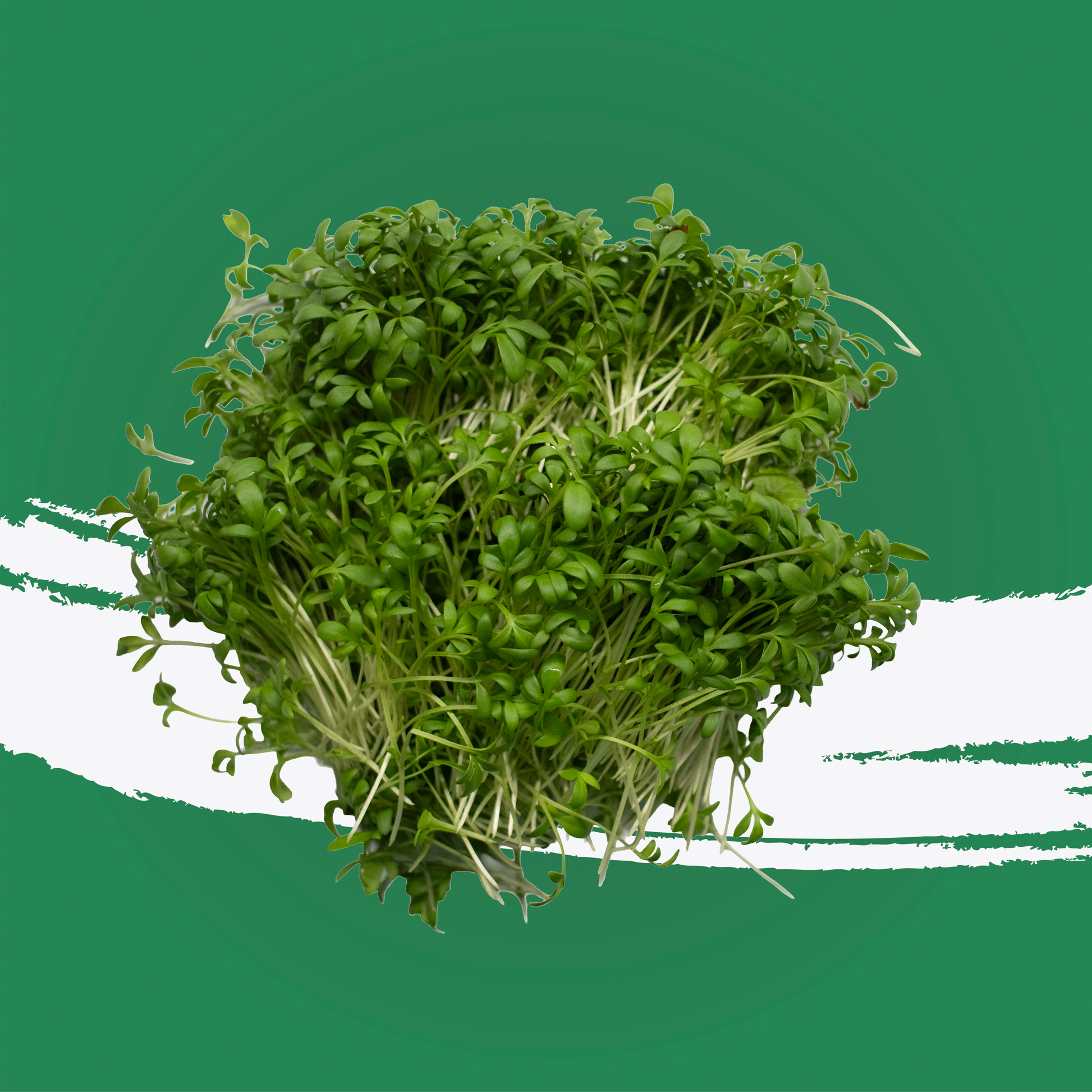 Pesticide-free wasabi cress locally grown