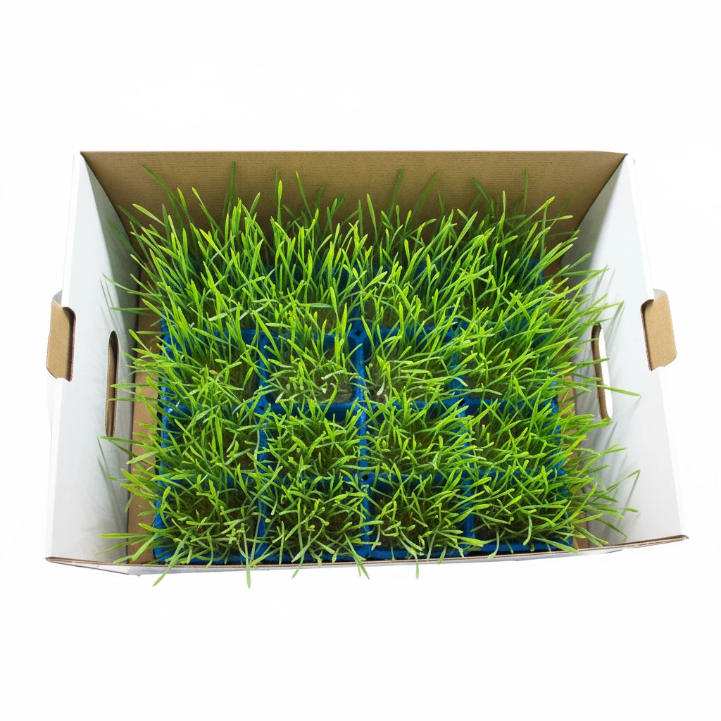 Uns Wheatgrass Xl Microgreen Mix 16 Punnet Carton