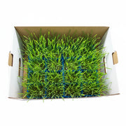 Uns Wheatgrass Xl Microgreen Mix 16 Punnet Carton