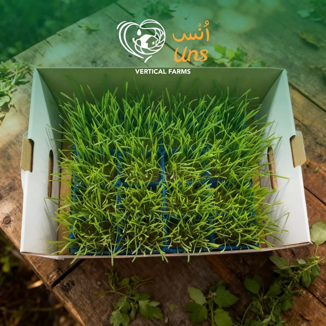 Uns Wheatgrass Xl Microgreen Mix 16 Punnet Carton