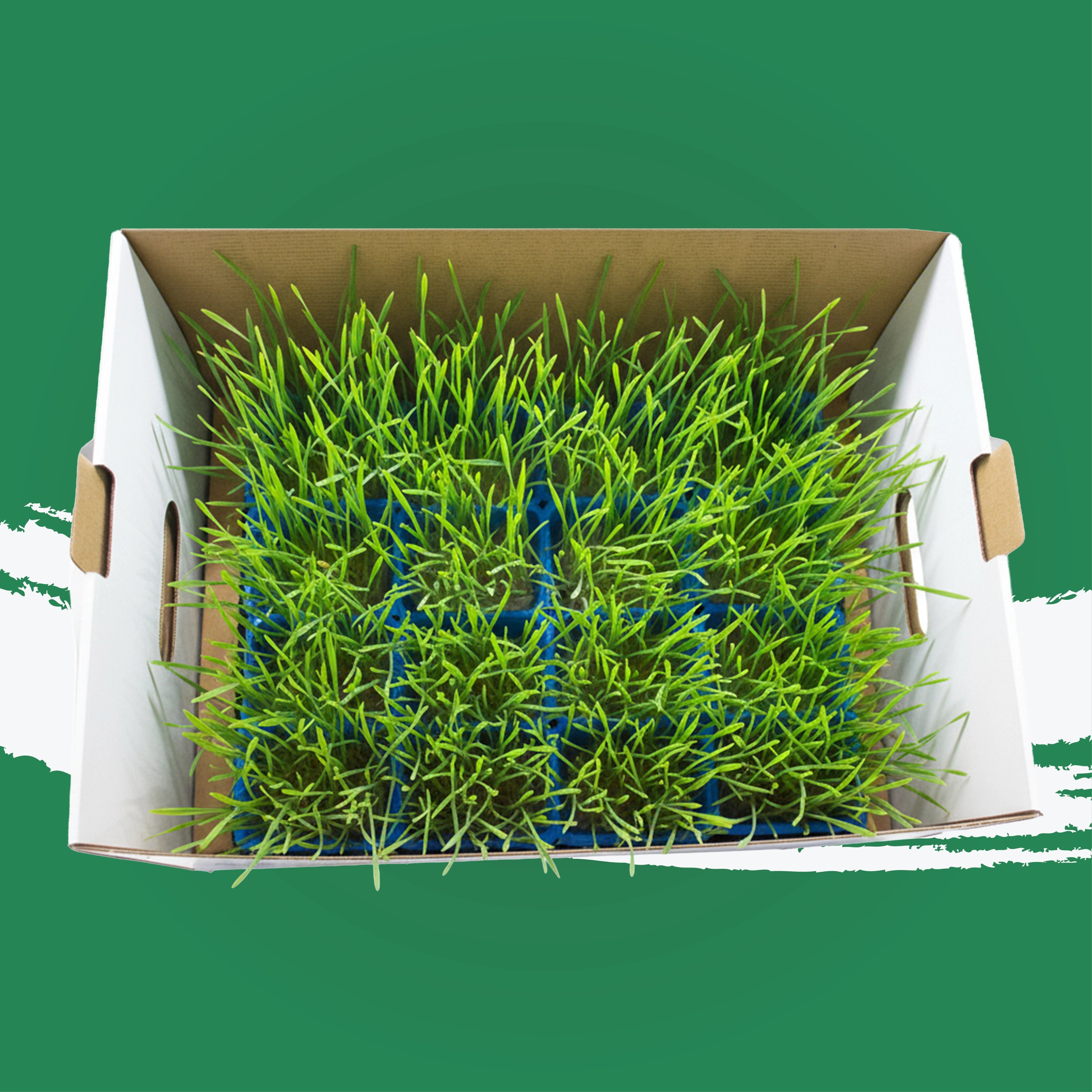 Uns Wheatgrass Xl Microgreen Mix 16 Punnet Carton