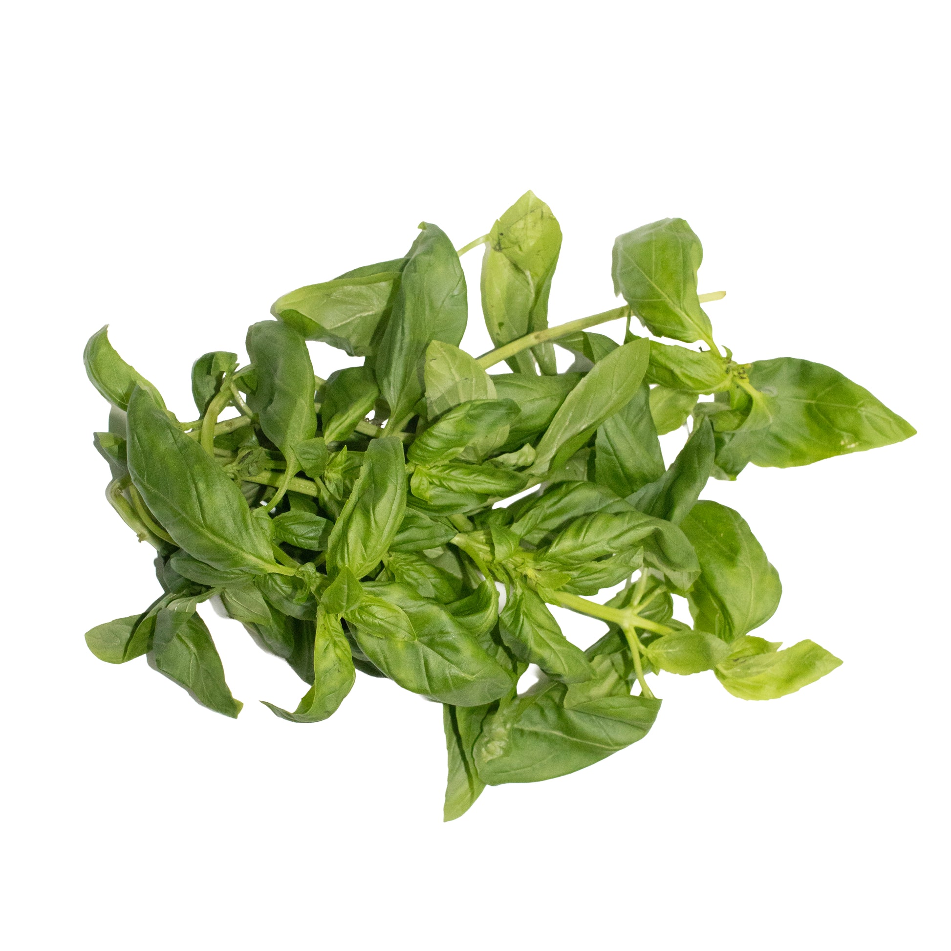 UNS spearmint – fresh herbs grown in UAE