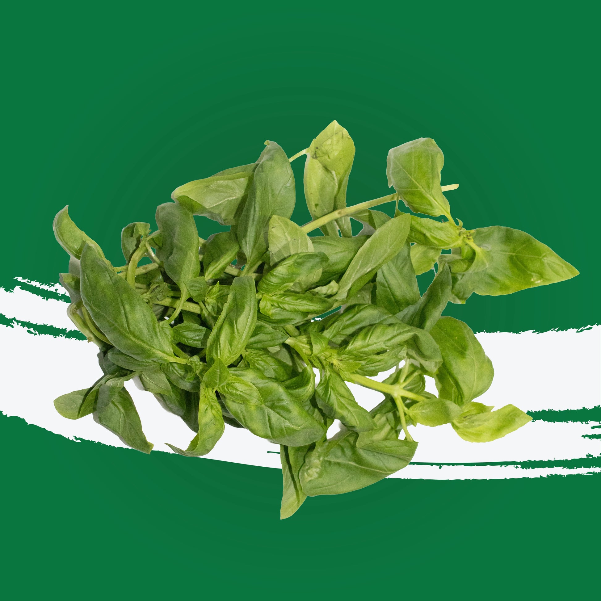 UNS spearmint 20g – fresh herbs grown in UAE