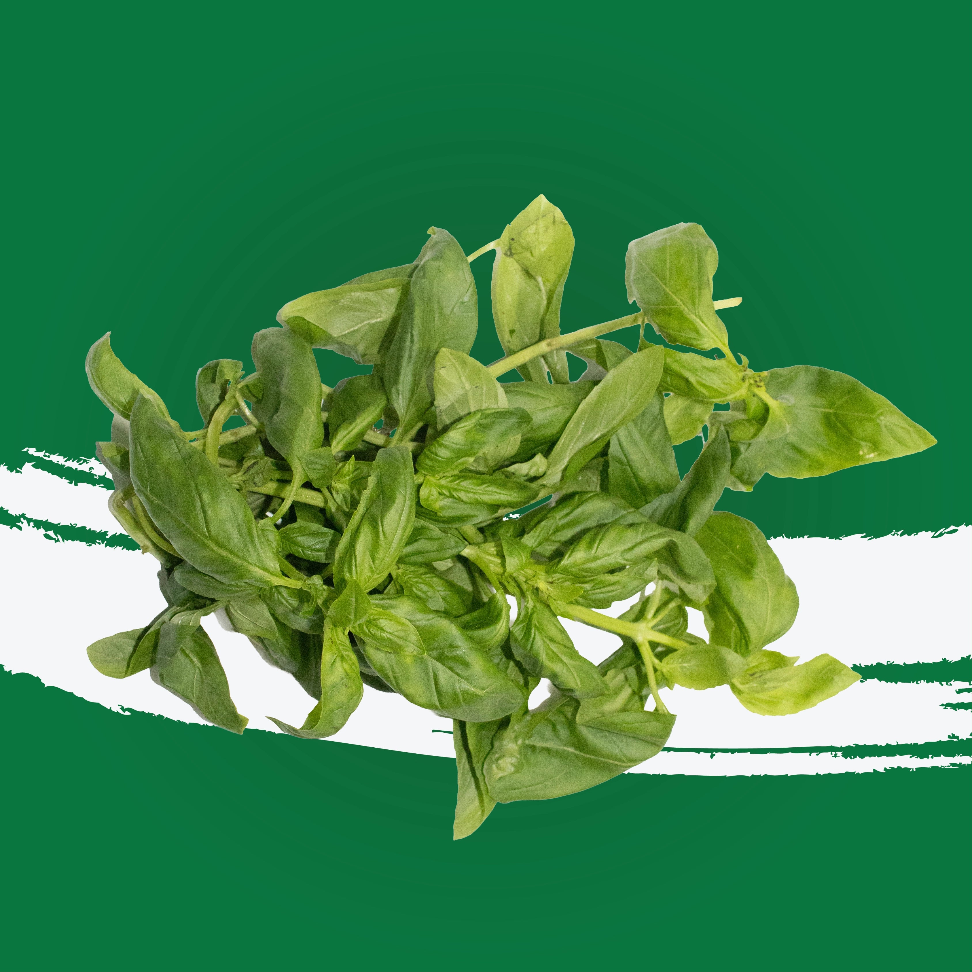 UNS spearmint 20g – fresh herbs grown in UAE