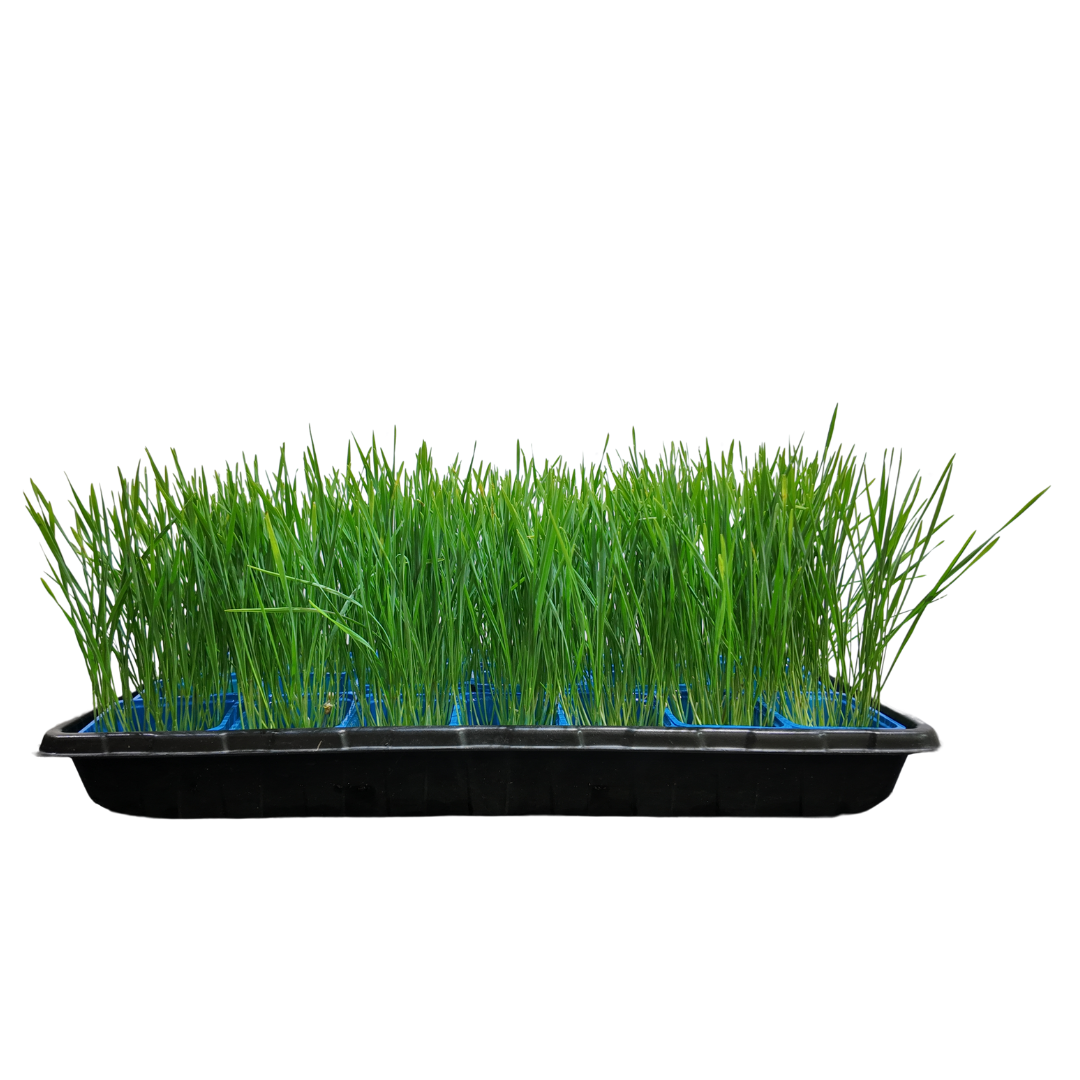 Uns Wheatgrass Xl Microgreen Mix 16 Punnet Carton