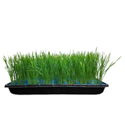 Uns Wheatgrass Xl Microgreen Mix 16 Punnet Carton