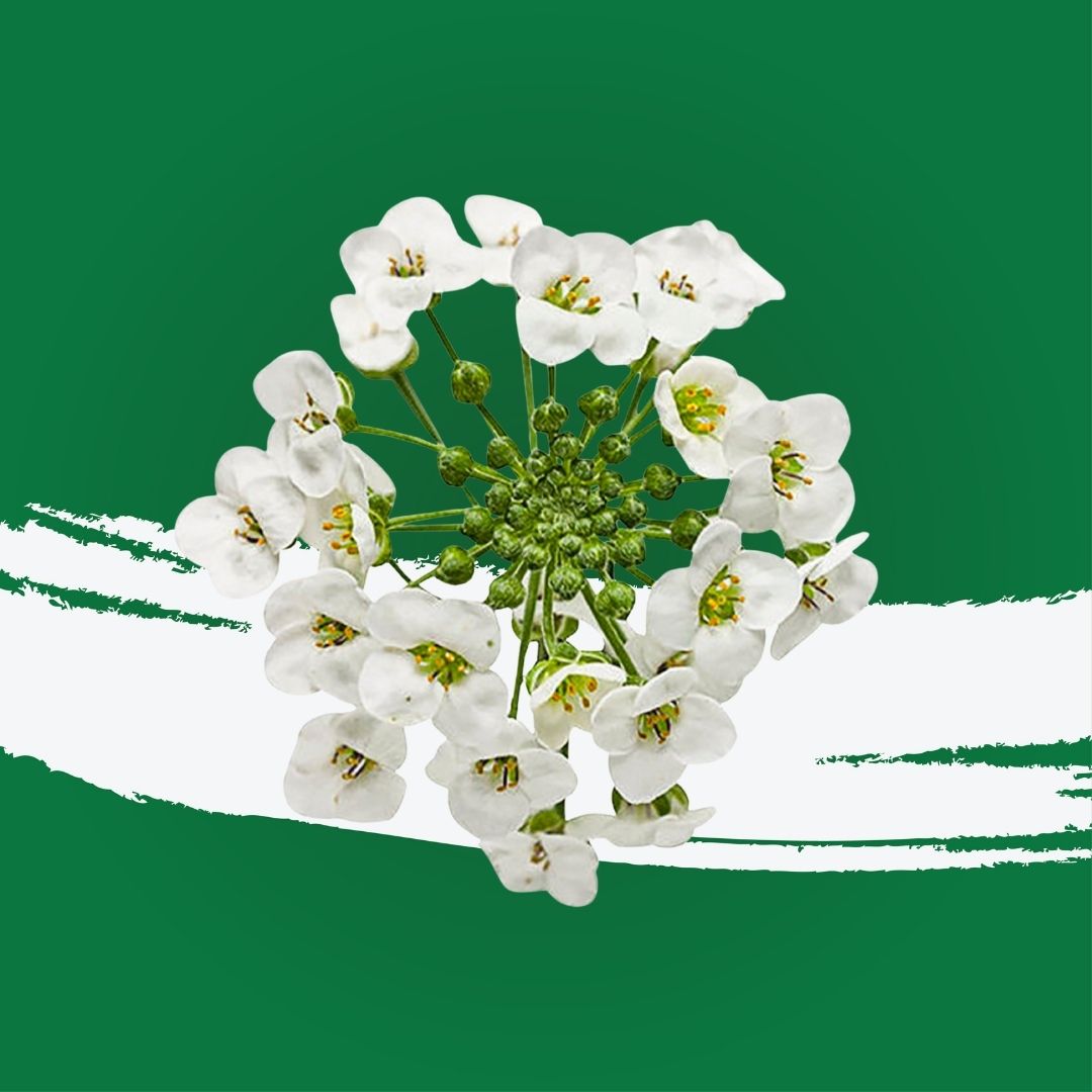 Uns Alyssum 8Pcs Clear Pet Box