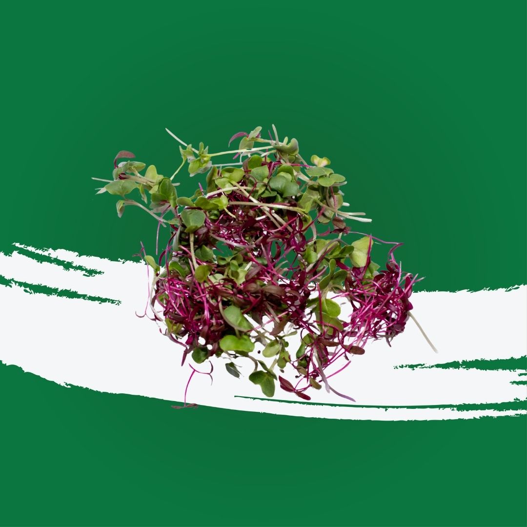 Pesticide-free amaranth broccoli microgreens locally grown