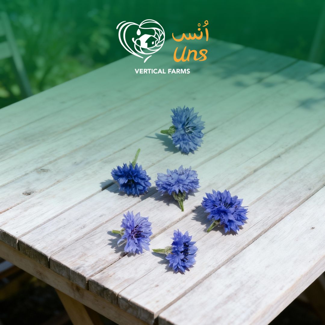 Uns Assorted Corn Flower 6Pcs Clear Pet Box