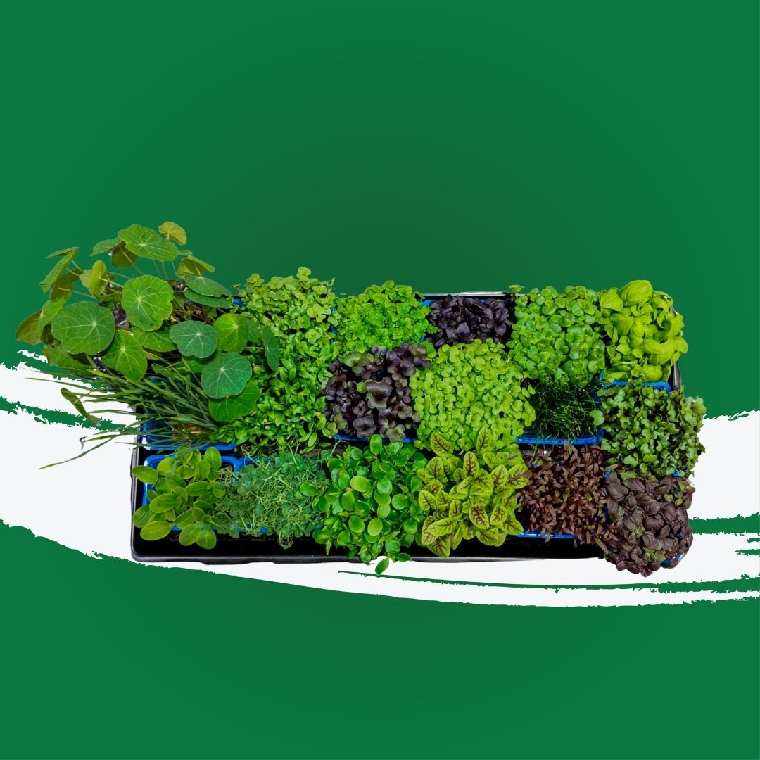Uns Assortment Microgreen Mix 18 Punnet Carton