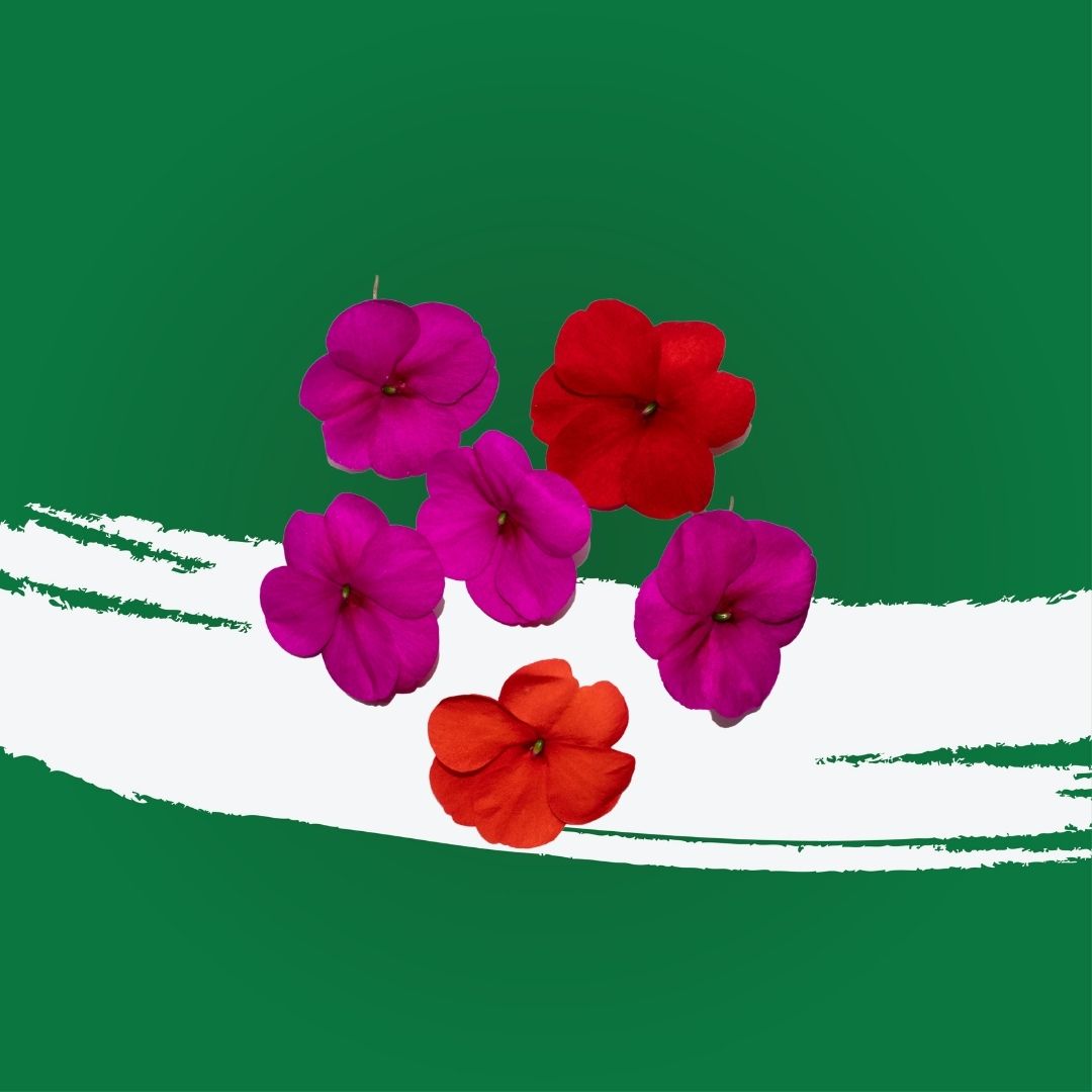 Uns Balsamia 8Pcs Clear Pet Box