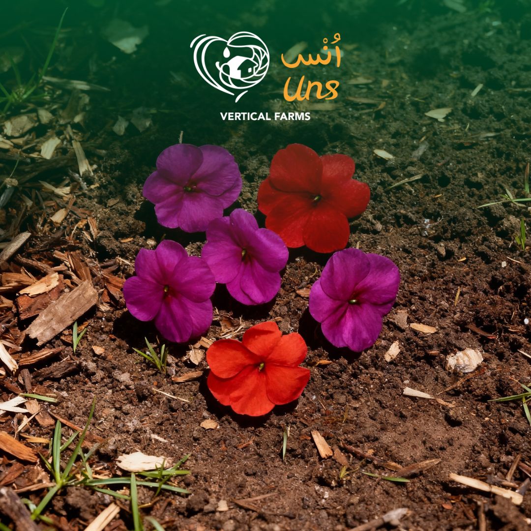 Uns Balsamia 8Pcs Clear Pet Box