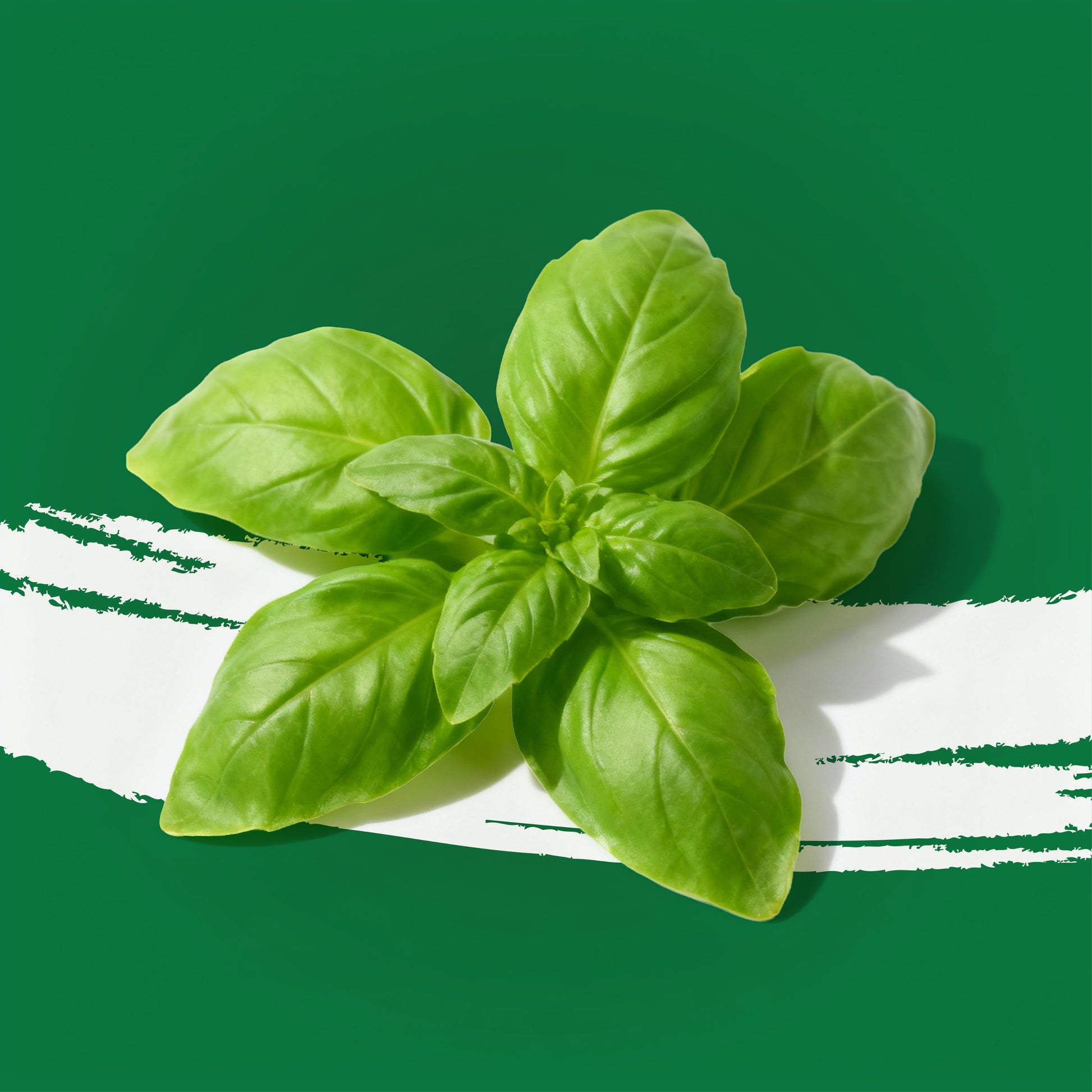Pesticide-free basil italia microgreens locally grown