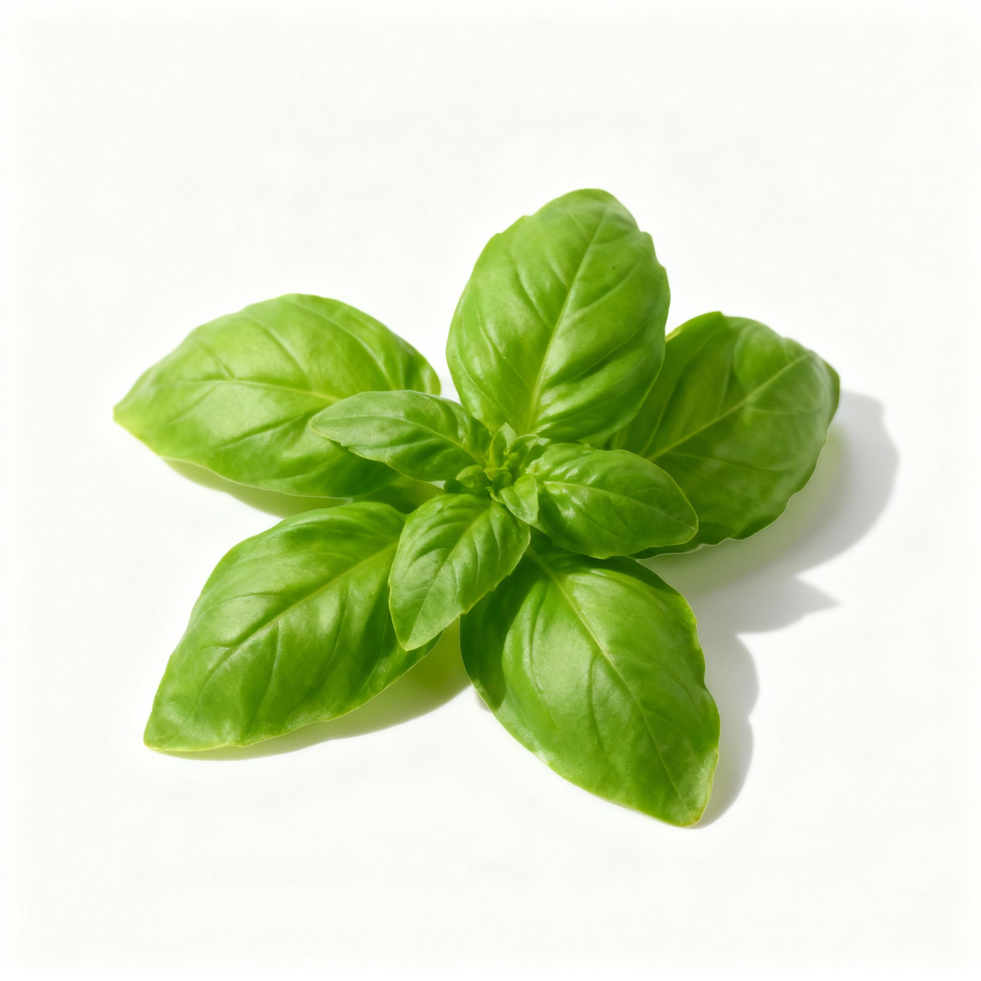 Uns Basil Italia 15G Clear Pet Box