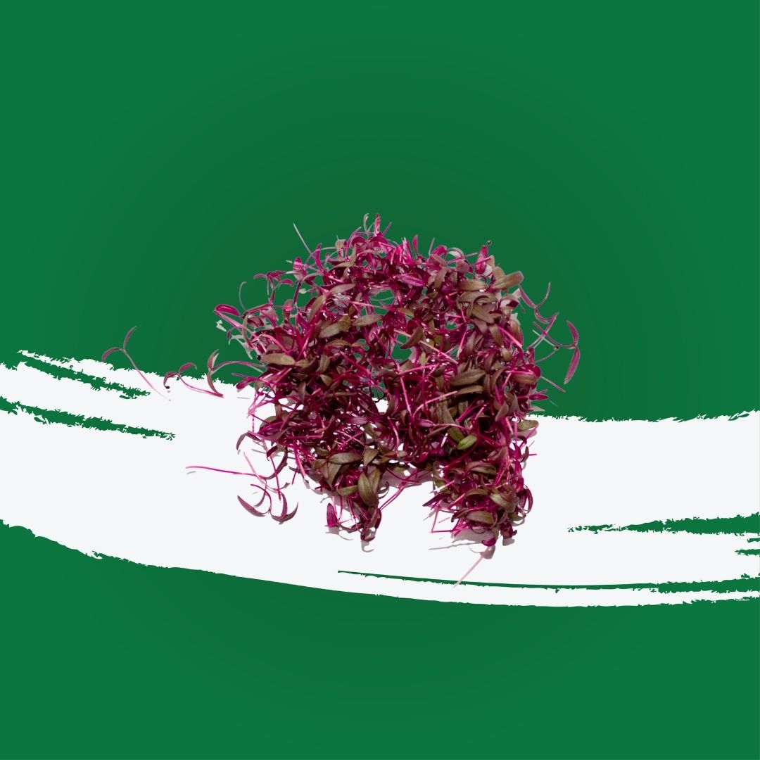 Baby beetroot leaves used for salads and garnish