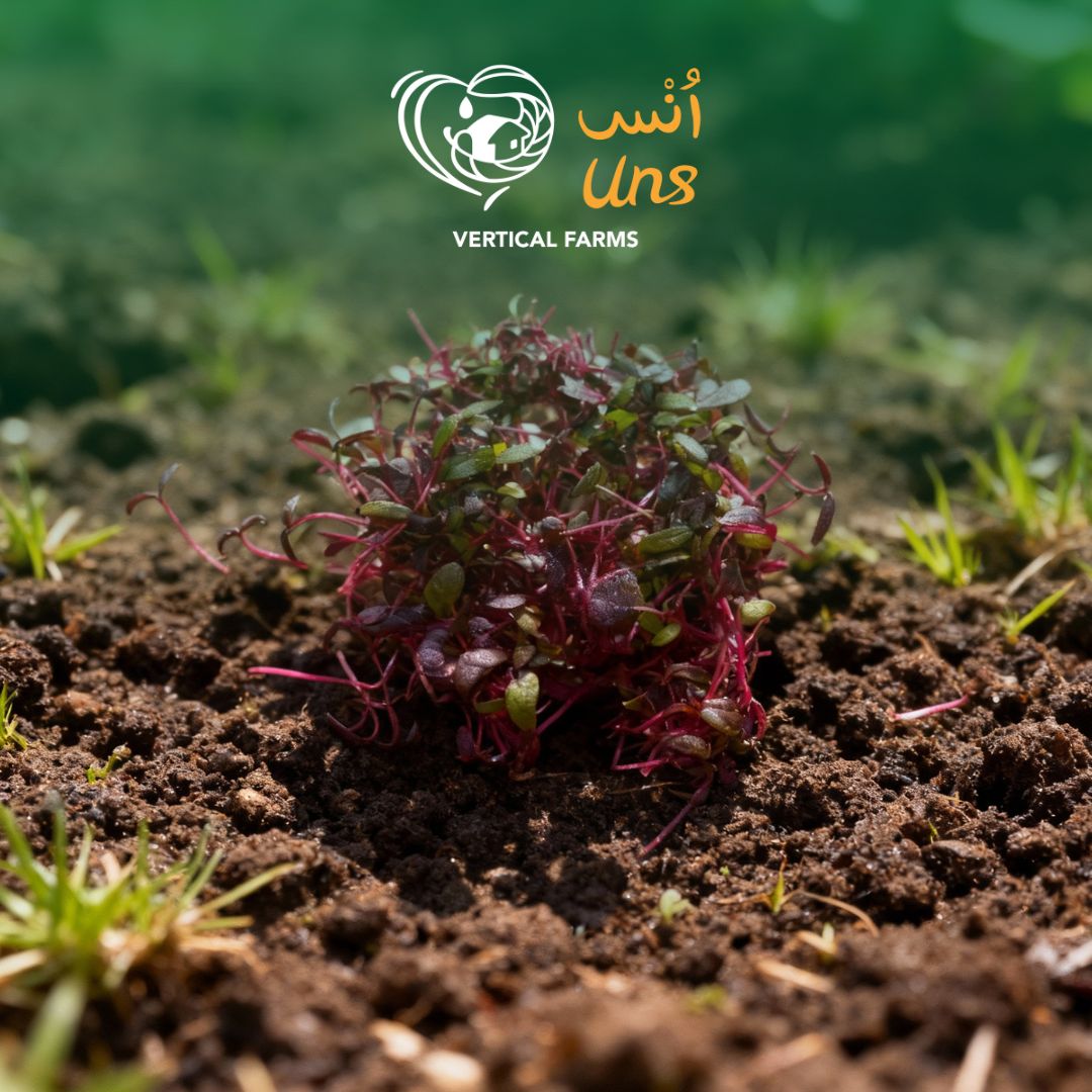 Baby beetroot leaves available online in UAE