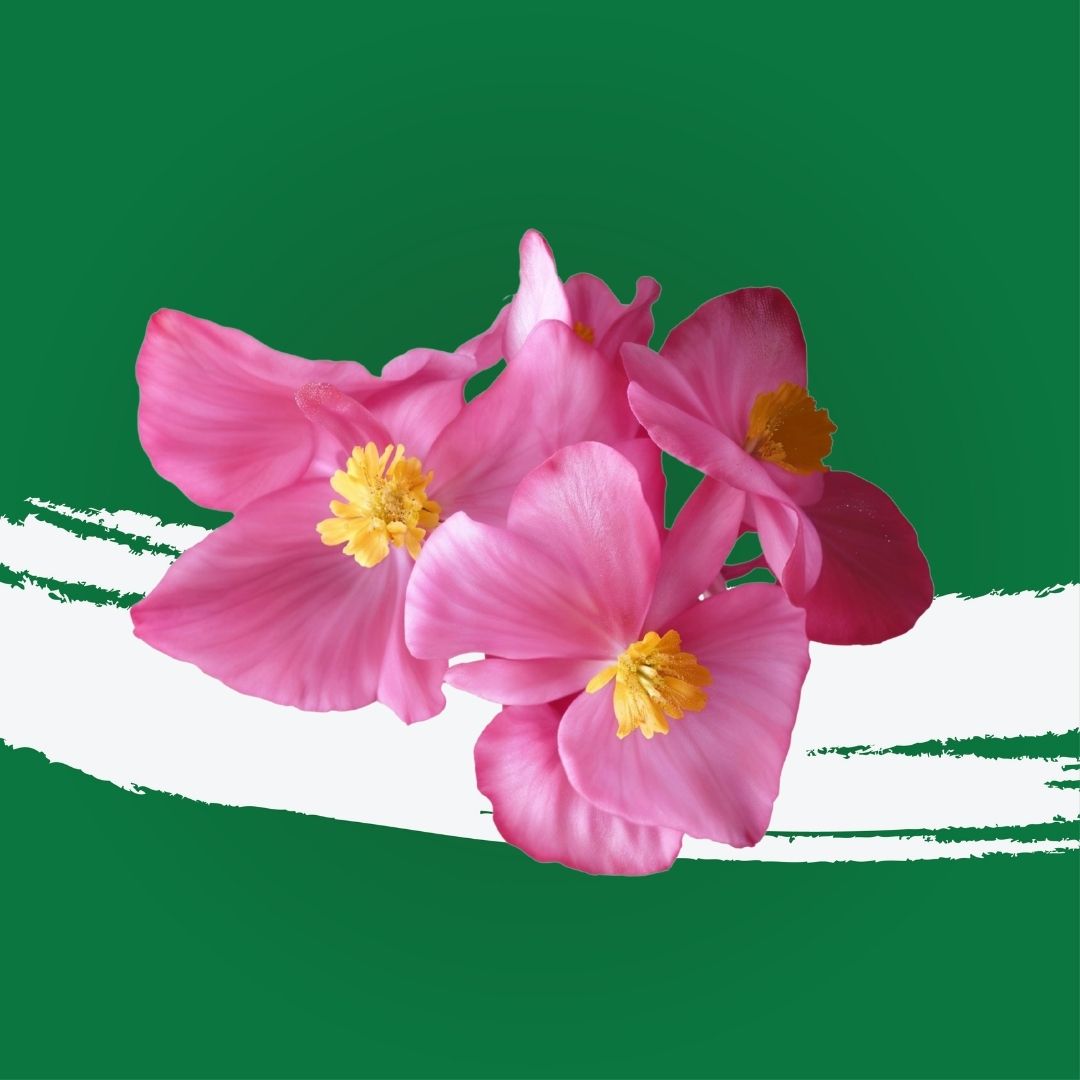 Uns Begonia Flower 10Pcs Clear Pet Box