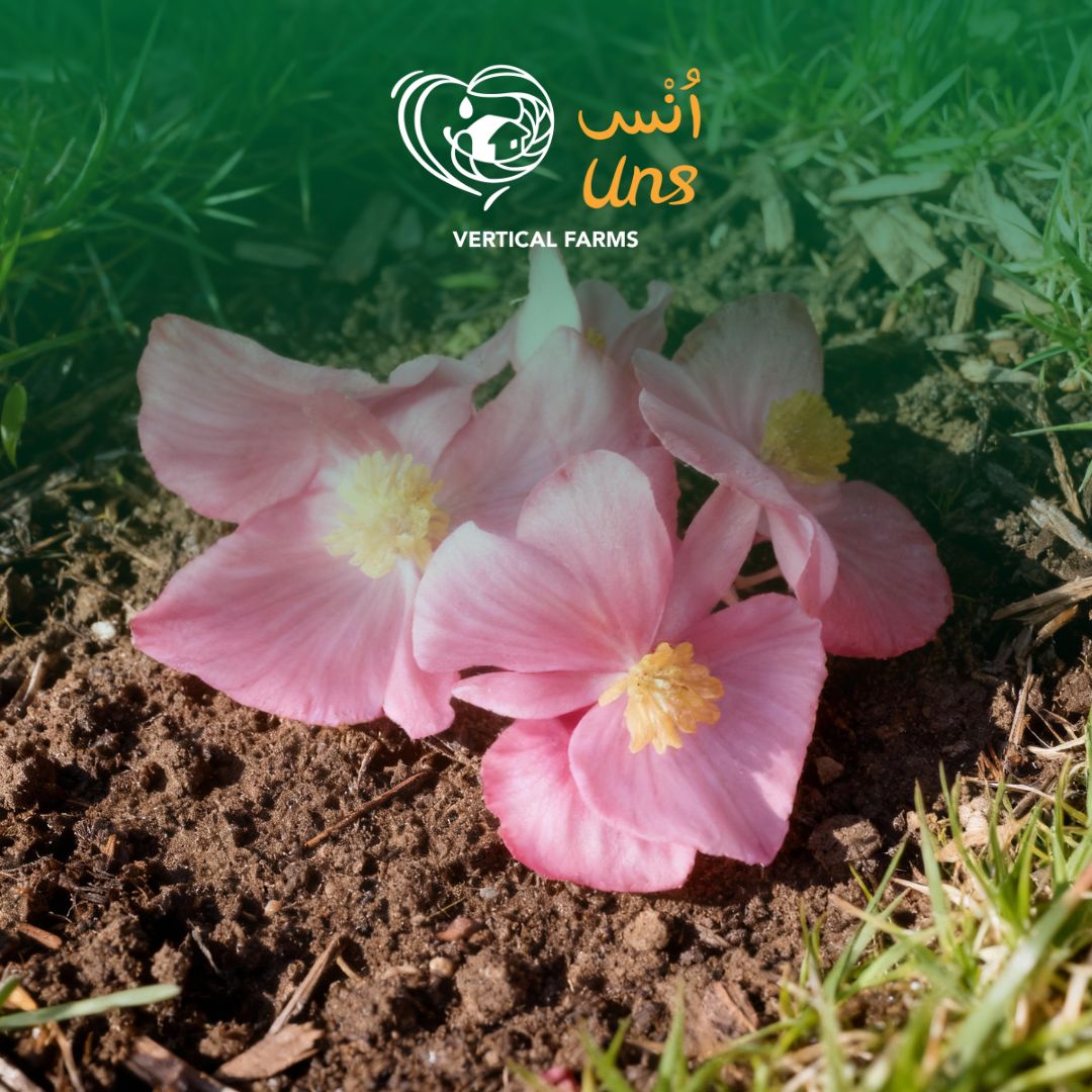 Uns Begonia Flower 10Pcs Clear Pet Box