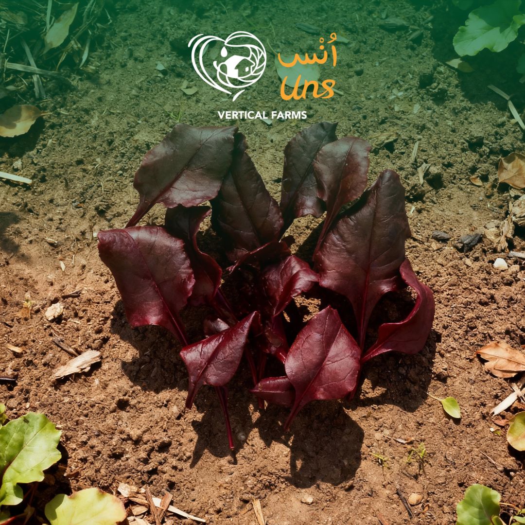Uns Bulls Blood Beetroot 20G Clear Pet Box