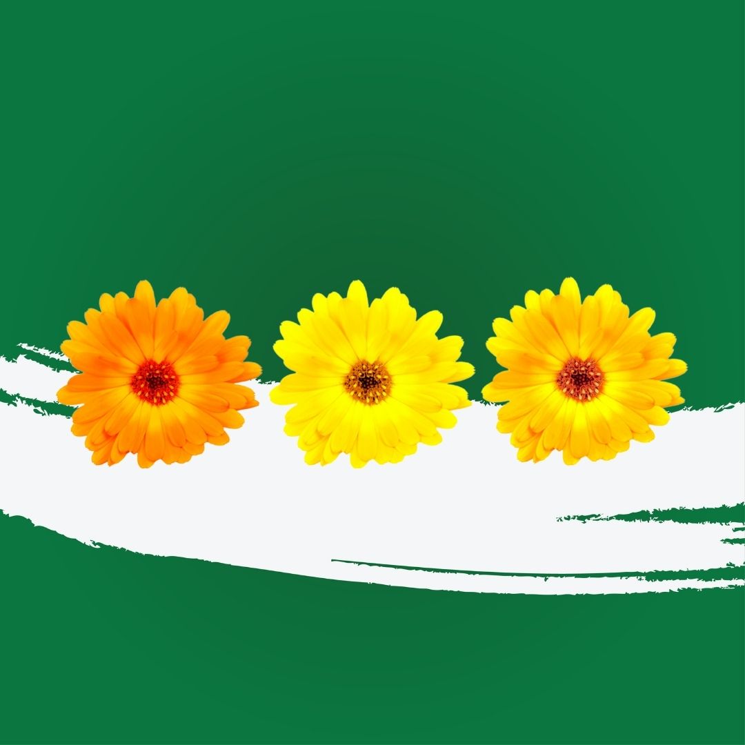 Uns Calendula Flowers 8Pcs Clear Pet Box