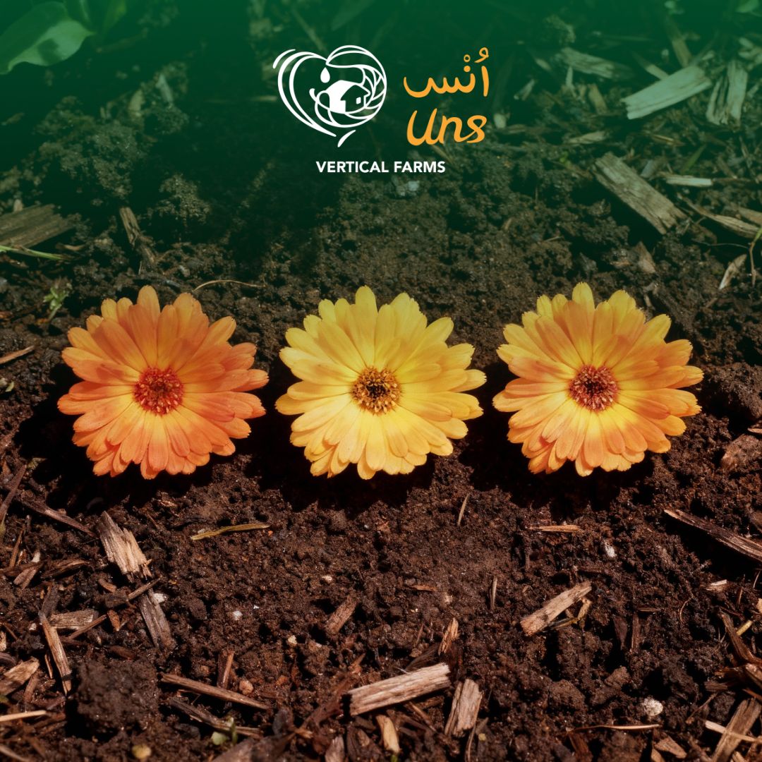 Uns Calendula Flowers 8Pcs Clear Pet Box