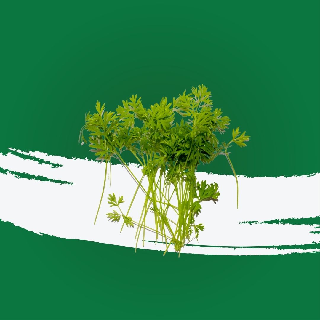 Carrot cress microgreens used for garnish and plating