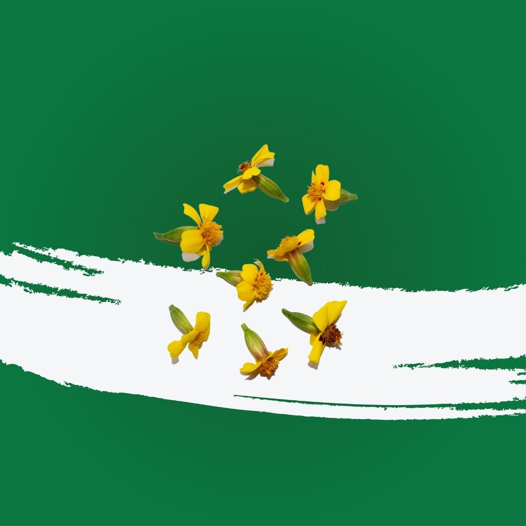 Uns French Marigold 8Pcs Clear Pet Bix