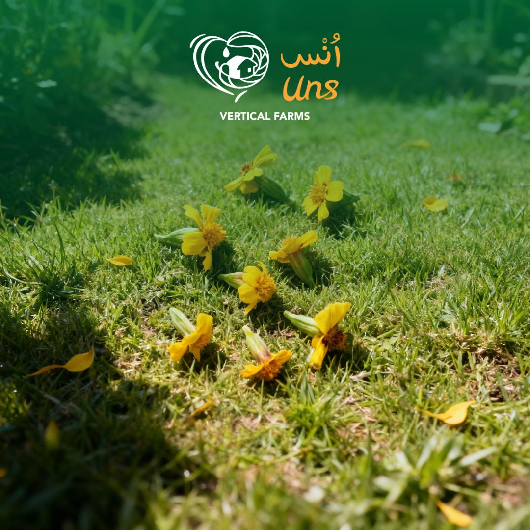 Uns French Marigold 8Pcs Clear Pet Bix