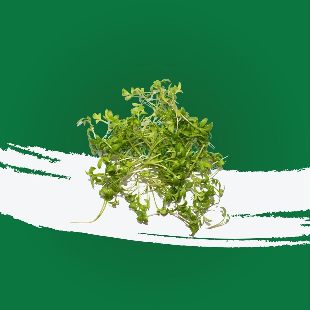 Pesticide-free garden cress microgreens locally grown