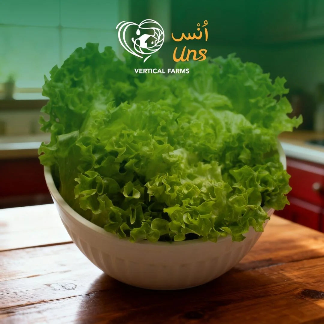 UNS Green Batavia Lettuce 250g Clear Pet Bag