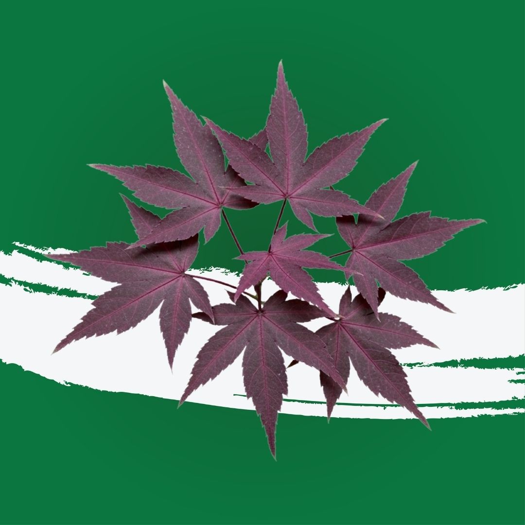 Uns Maple Leaf 6Pcs Clear Pet Box