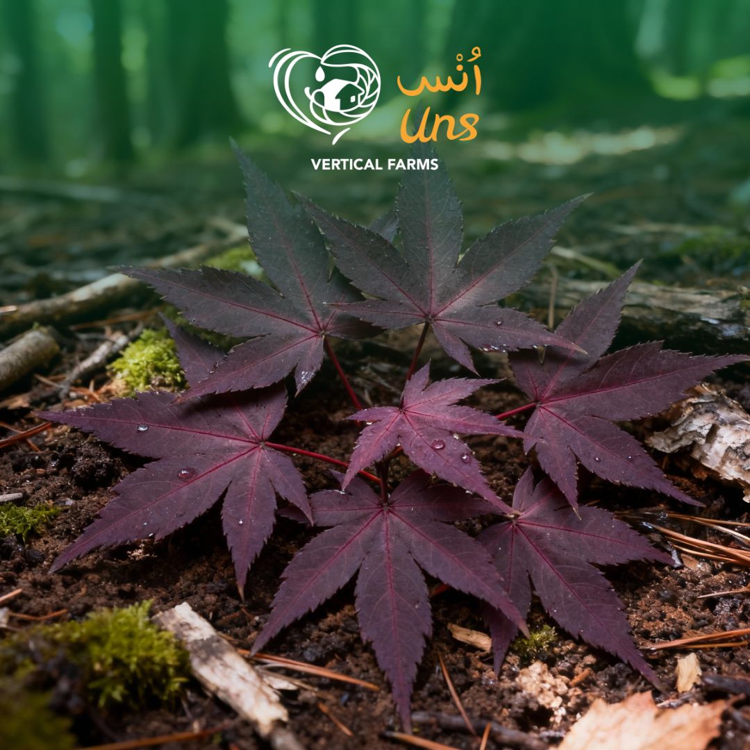 Uns Maple Leaf 6Pcs Clear Pet Box