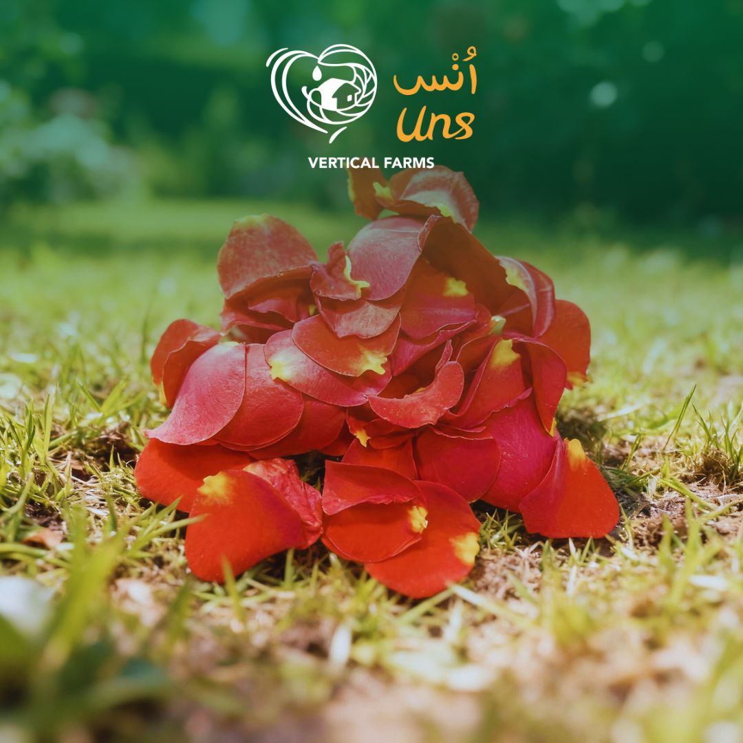 Uns Mini Roses 12Pcs Clear Pet Box