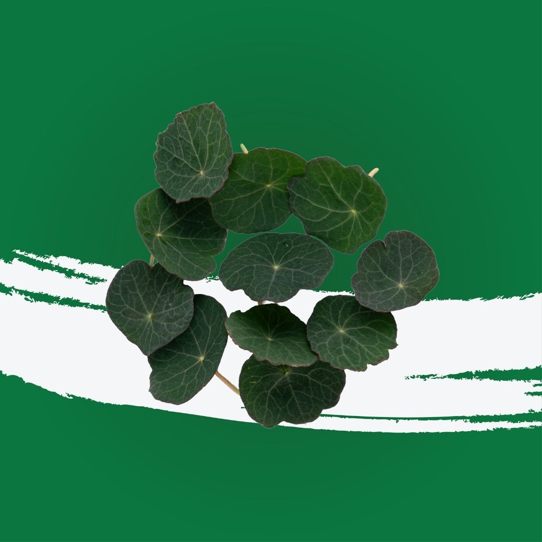Pesticide-free nasturtium leaves locally grown