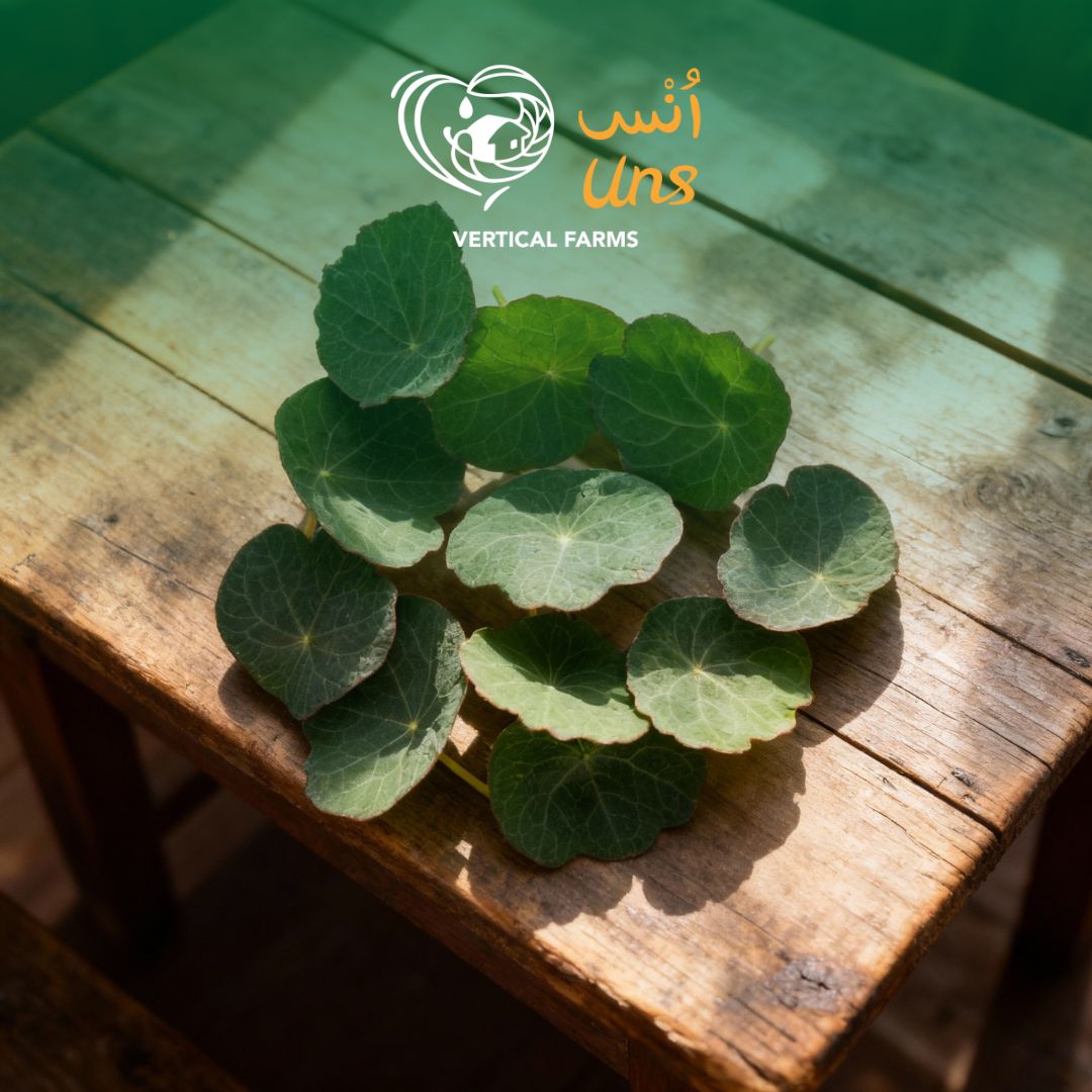 Peppery nasturtium leaves for plating and salads