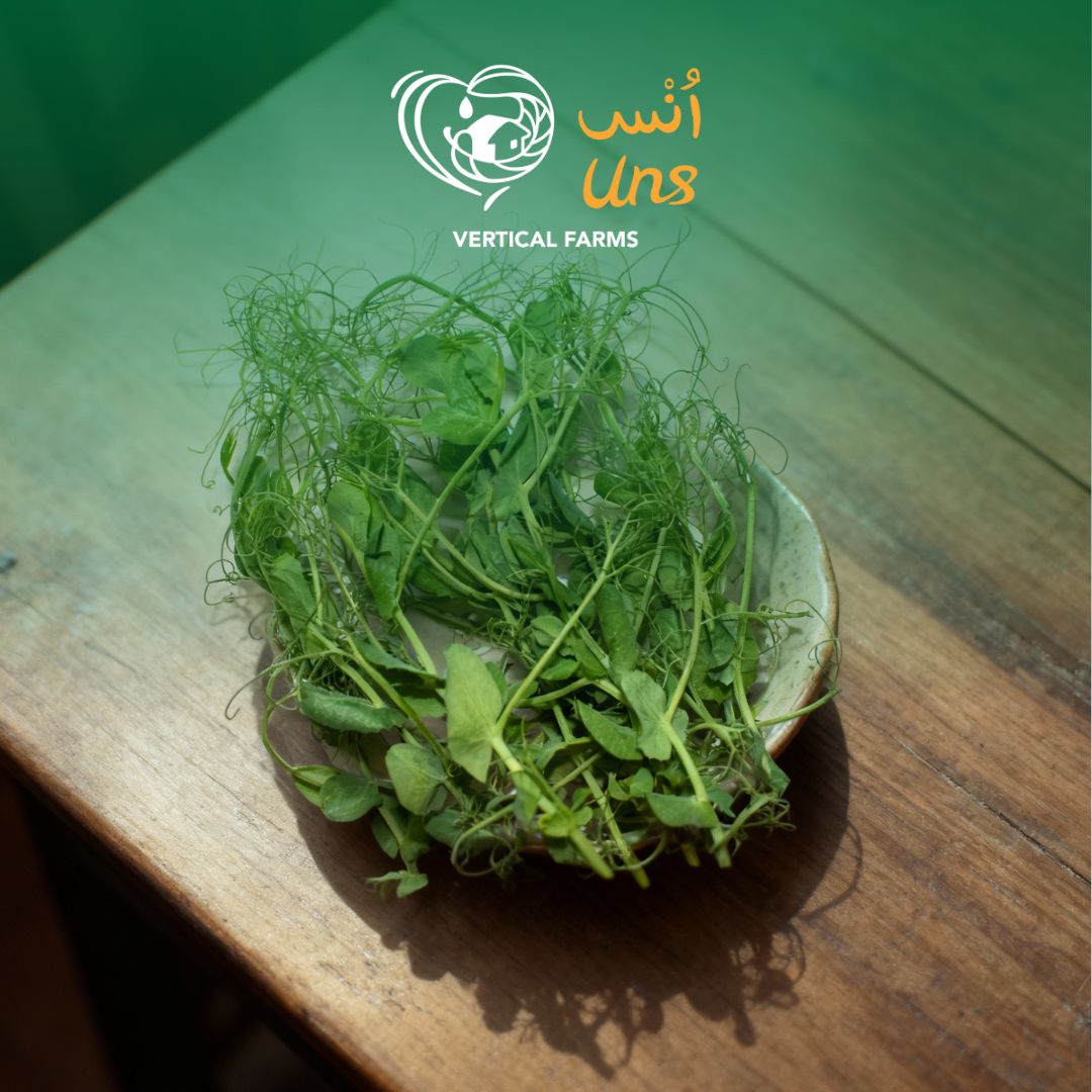 Fresh peashoot microgreens grown in UAE